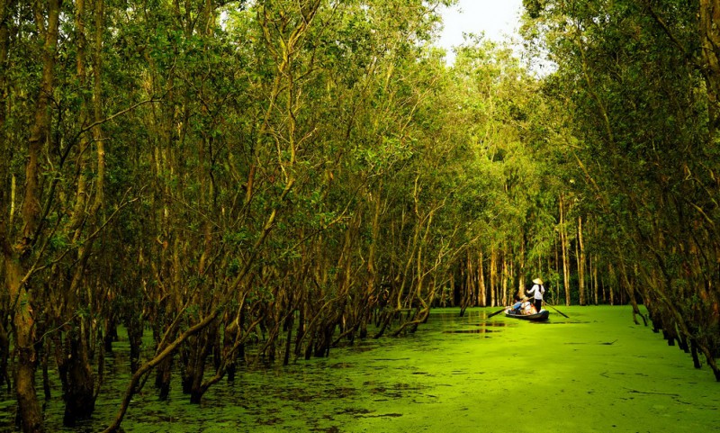越南湄公河三角洲的四大必游森林